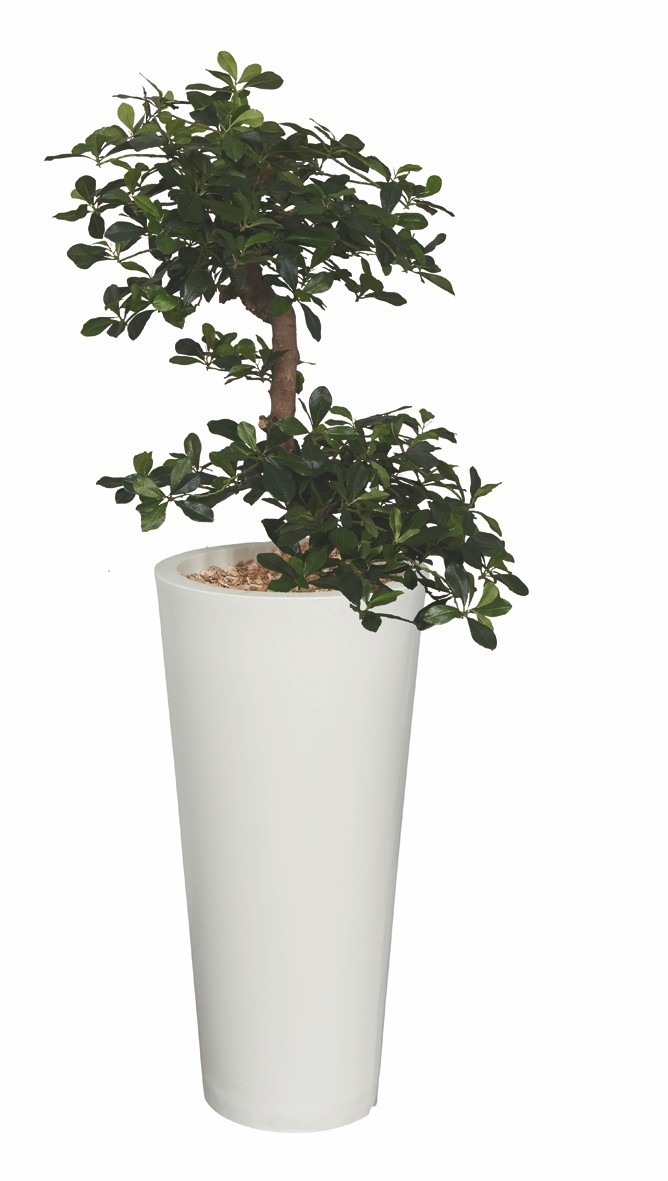green tea on plants 5 TEA PLANT Black & Green Drinking Tea Camellia Sinensis Evergreen Tre –  Seedville USA